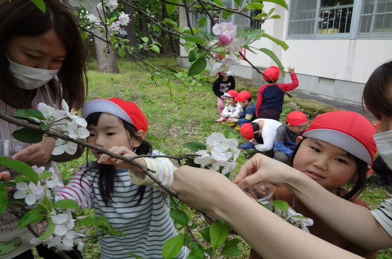 りんごの花摘み