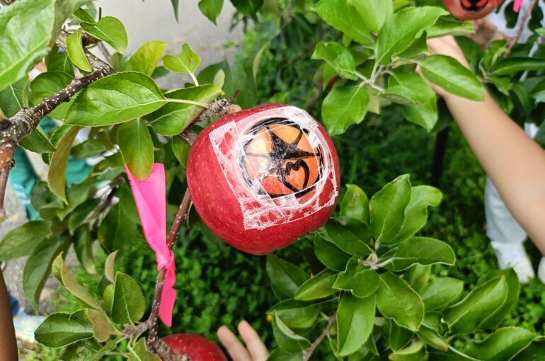    🍎りんごの収穫🍎   